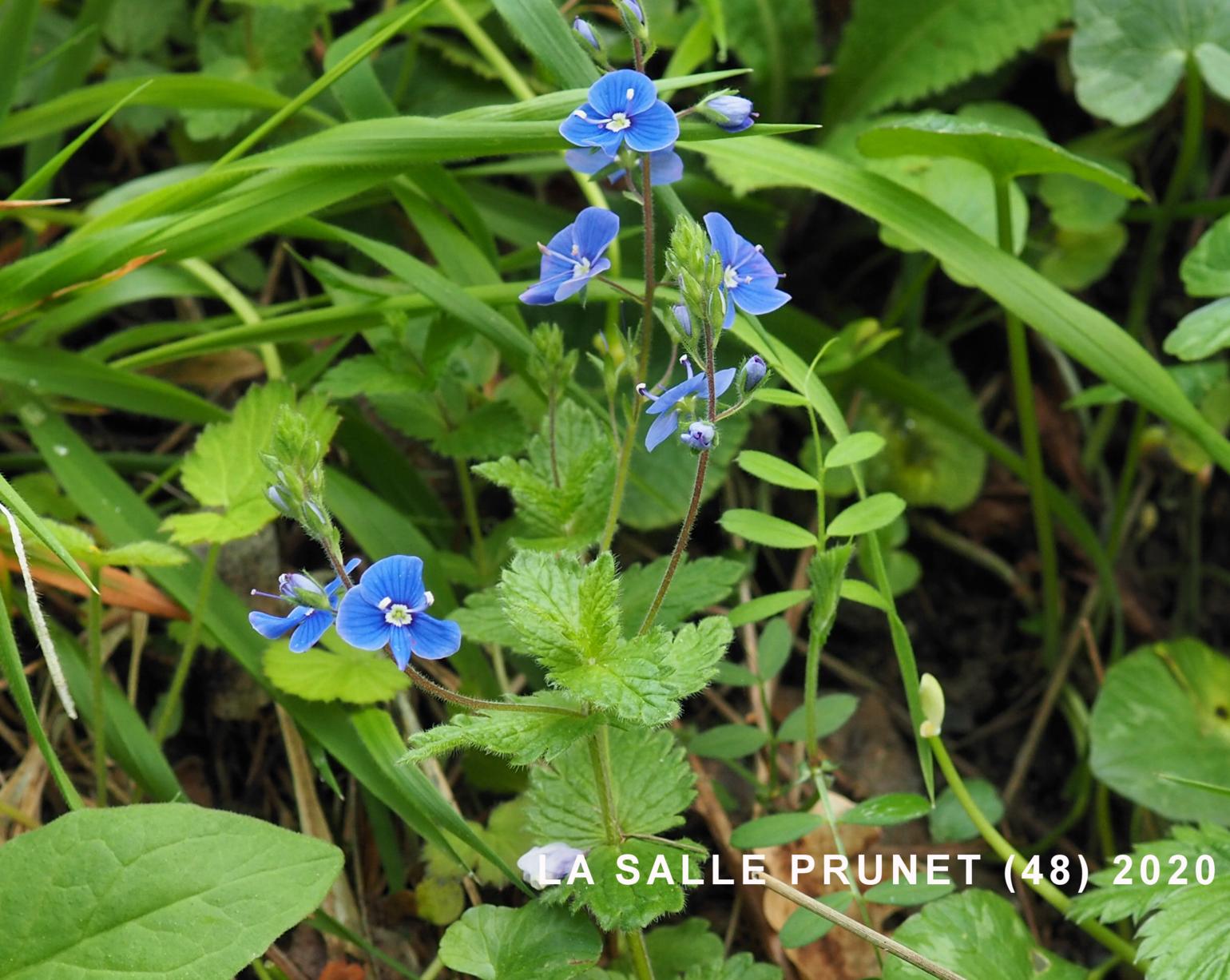 Speedwell, Germander